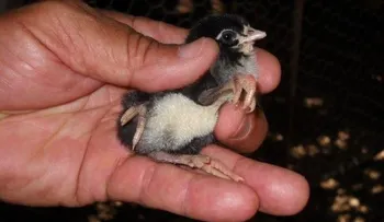 En Barahona un pollo nació con tres patas
