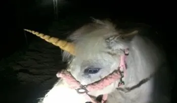 Un â??Unicornioâ? se escapa y sorprende a residentes de California