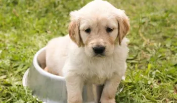 Conoce los beneficios de tener una mascota para los niños