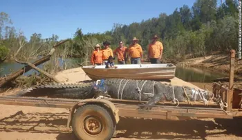 Guardabosques australianos capturan a cocodrilo de 600 kilos tras ocho años de búsqueda