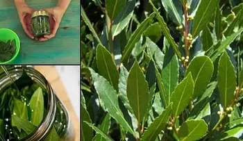 El Laurel: es la planta bactericida, antiinflamatoria y antibiótica que cura decenas de condiciones