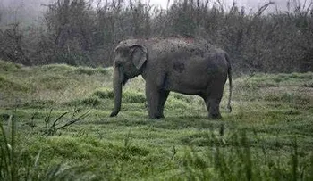 Niño de 4 años sobrevivió seis días en la selva africana siendo acosado por manada de hienas