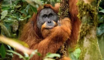 Las 10 nuevas especies más interesantes descubiertas el último año