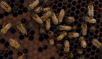 Abejas asesinas atacan a niños y mascotas en California