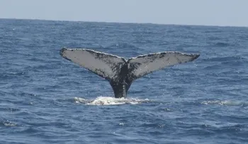 Ballena herida llega a bahía de Manzanillo