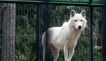 No corre peligro de muerte la mujer que fue atacada por lobos en un zoológico
