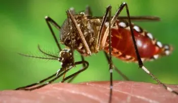 Identifican una nueva cepa de zika en Brasil que puede causar otra epidemia 