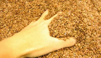Beneficios de agregar semillas a tus comidas
