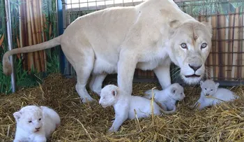 Nacen 4 leones blancos en circo Alemán 