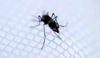  Chile declara alerta sanitaria en la Isla de Pascua por cuatro casos de dengue