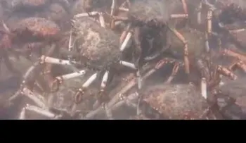 Cangrejos gigantes descuartizan en grupo a un pulpo