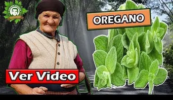 El óregano es 100 veces más potente que la medicina