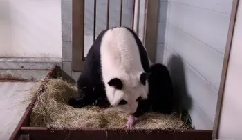 Nacen pandas gemelos en el zoológico de Atlanta