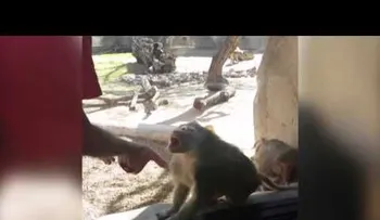 Un hombre realiza un truco de magia frente a un primate y esta fue su inesperada reacción