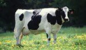Detectan un caso del mal de las vacas locas en una granja británica