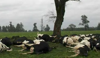 Rayos matan a 60 vacas en Chile
