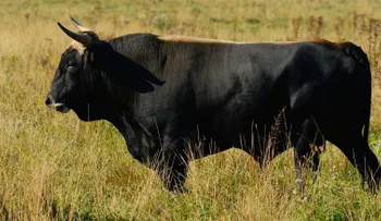 La supervaca salvaje y extinta que está regresando a Europa