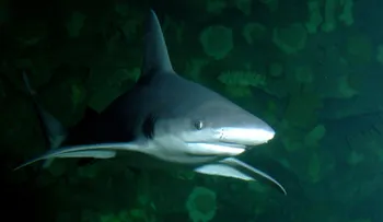 ¿Tiburones en Las Vegas? No hablamos de una película de ciencia ficción