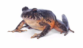 ¡Está viva!: reaparece rana que se creía extinta en Costa Rica