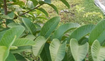 Las hojas de guayaba para quitar arrugas, acné, manchas oscuras y alergias de la piel (VIDEO)