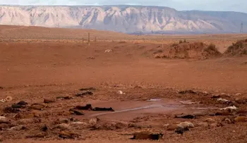Casi 200 caballos aparecen muertos en Arizona, EE.UU.