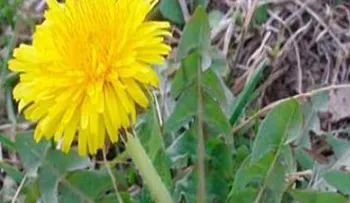 Una sola hojita de esta hierba que esta en todo jardín puede salvarte la vida en un minuto, pero pocos saben como hacerlo!!