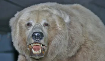 Oso mata a hombre en Parque Nacional Yellowstone 