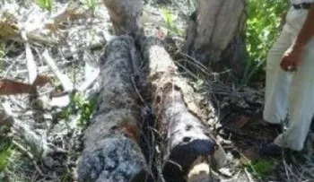 Pescadores hallan 4 cañones en playa de Puerto Plata