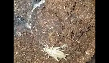 Una araña mortal escondida bajo tierra, caza un grillo que estaba en un lugar equivocado