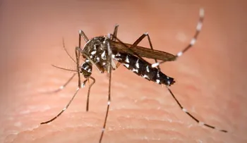 Salud Pública alerta por virus Chikungunya; aclara el país no ha registrado ni un caso