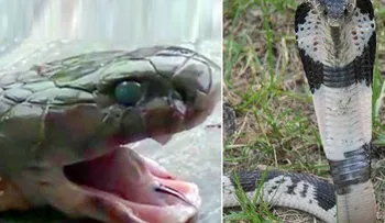Un chef murió mordido por una cobra que había decapitado 20 minutos antes