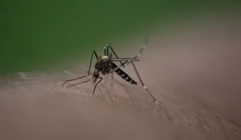 Confirman 4.356 casos de chikungunya en América Latina