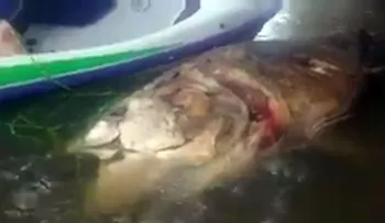 Un "monstruo" marino aparece en un río en Inglaterra