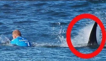 Cancelan en Australia una competición de surf por ataques de tiburones