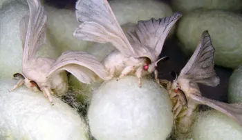 Las arañas podrían salvar la vida de los soldados