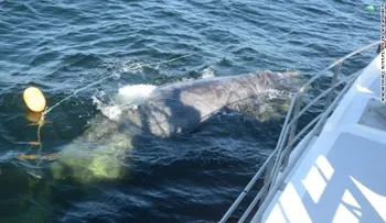 Muere un pescador canadiense cuando rescataba a una ballena