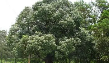 Muere Domingo Rivas Gil, al caer de mata de mango 