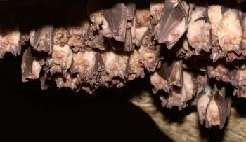 El murciélago vampiro que está chupando sangre humana