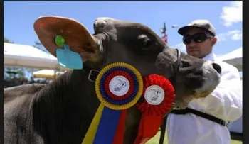 Vaca lechera de 27 meses La Suprema de la Feria