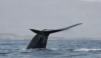 La crisis climática hará las aguas neozelandesas inhóspitas para las ballenas