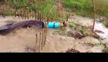El ataque de una serpiente "gigante" esconde un secreto