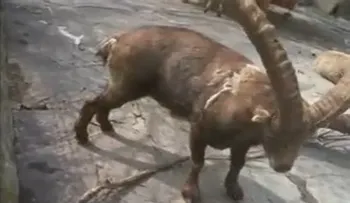 Linchan a un hombre que se robó un chivo en La Romana
