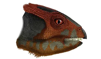 Descubren nuevos fósiles de dinosaurio en China relacionados con triceratops