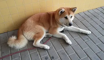 Una perrita permanece varios días en la puerta del hospital donde ingresaron a su dueña