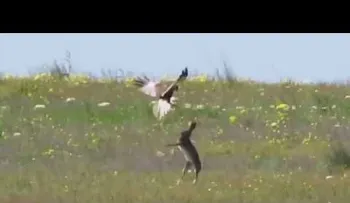 Una liebre rusa y un halcón se enfrentan en una "salvaje" batalla