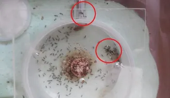 Lo coloqué a las 7:30 y a las 8:30 PM no había 1 sola mosca, mosquito ni cucaracha! 