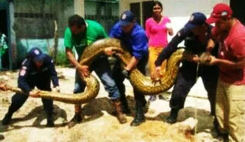 Hallan serpiente anaconda de 6 metros en inundaciones de Guasdualito