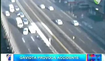 Un herido y 9 carros chocados por accidente provocado por gaviota