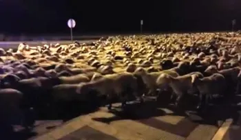 España: Mil ovejas se van de paseo y colapsan una ciudad al quedarse dormido su pastor 