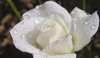 Rosas para el alma: ¡Bienaventurados!